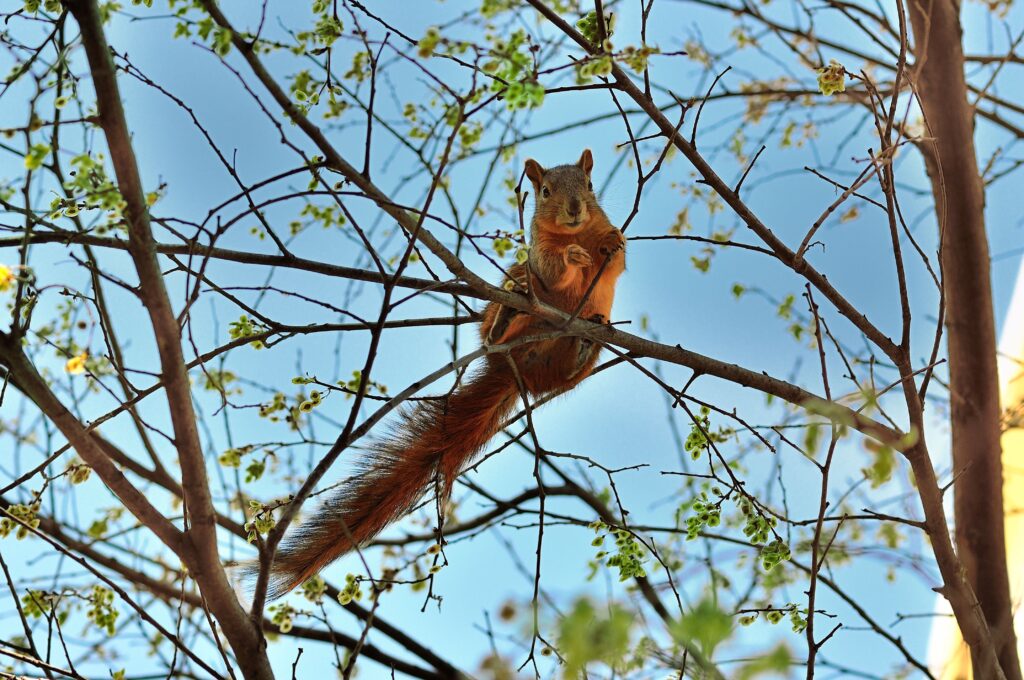 Graceful Squirrel on Tree Branch Amid Spring Leaves and Blue Sky Wallpaper
