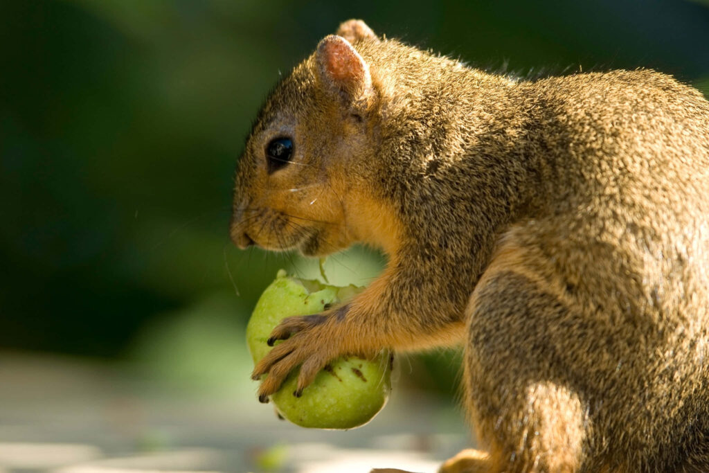Charming Squirrel with Green Fruit: Nature Wallpaper Background