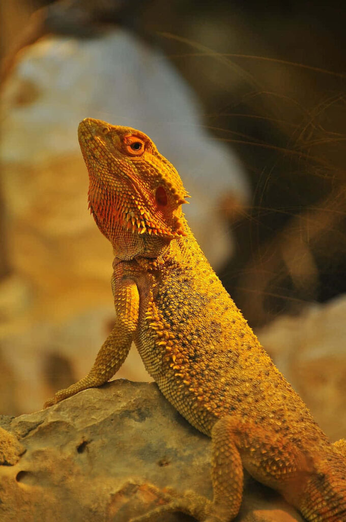 Lizard Basking on Rock at Golden Hour | Textured Amber Wallpaper