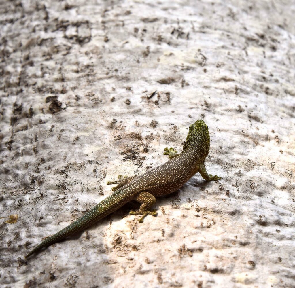 Textured Lizard Basking on Stone: Natural Camouflage Wallpaper