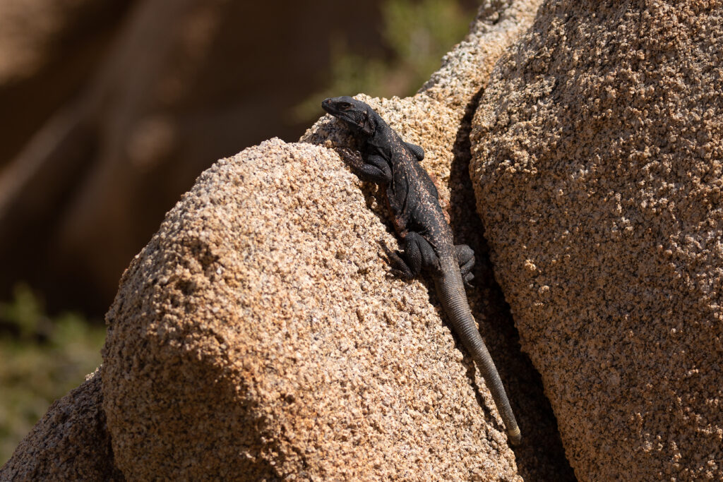 Vibrant Lizard Basking on Sunlit Rocks - Wildlife Wallpaper Background