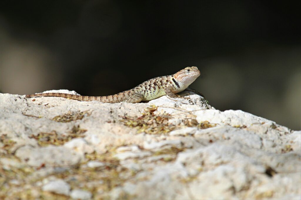 Lizard Basking on Sunlit Stone – Nature's Serene Wallpaper