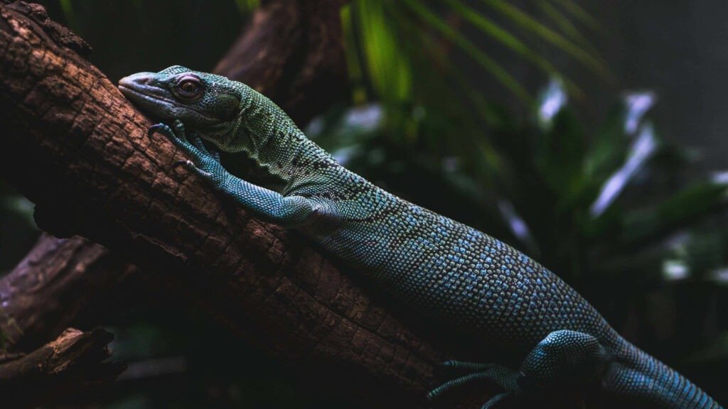 Lizard on Tree Branch: Serene Dark Jungle Wallpaper Background