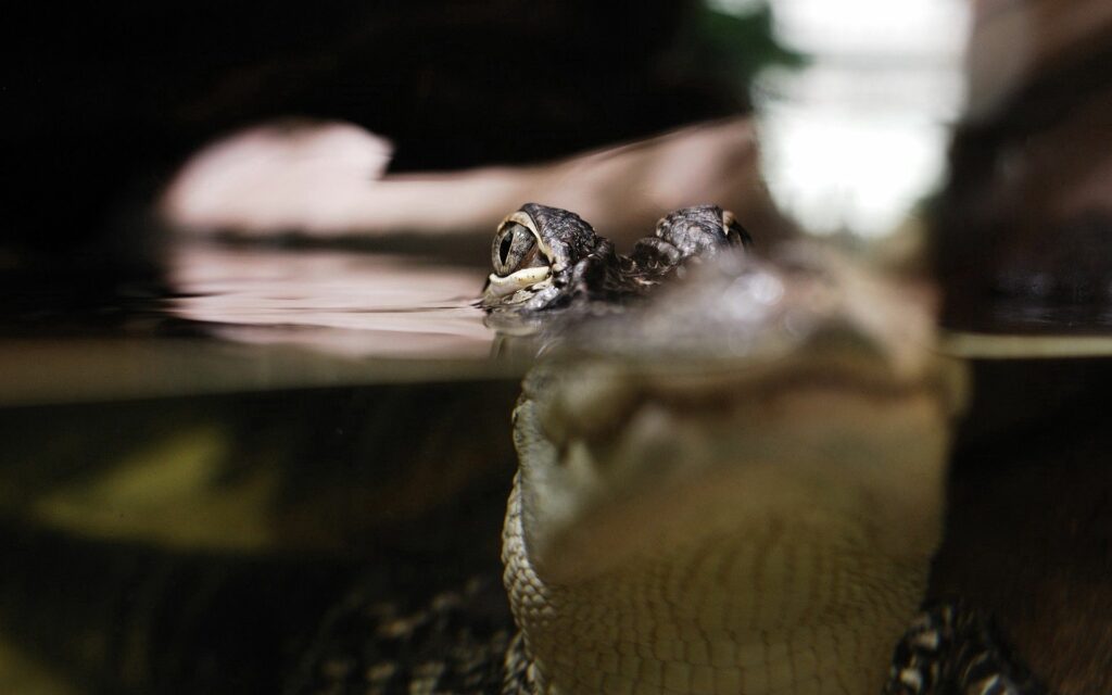 Captivating Lizard Swimming Below Water's Surface - Stunning Background Wallpaper