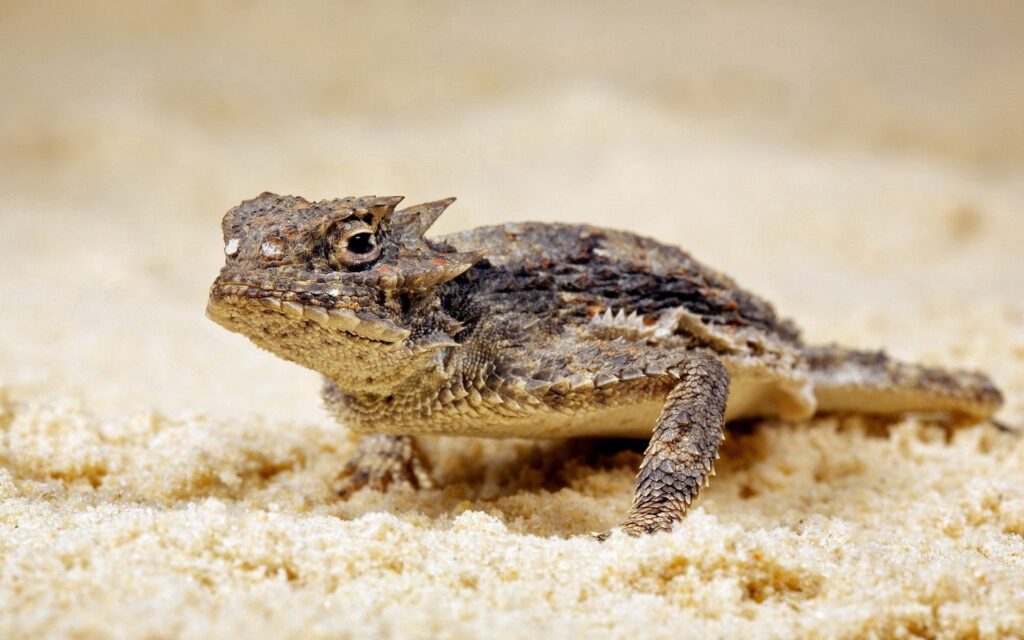 Lizard on Sandy Surface: Textured Reptile Wallpaper 1920x1200