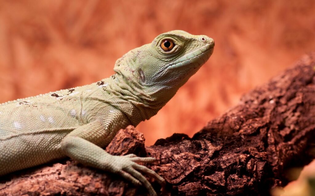 Vibrant Lizard on Textured Branch - Serene Nature Wallpaper