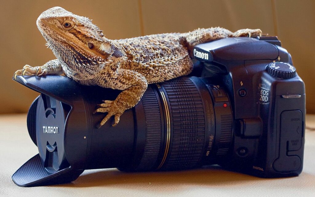 Lizard on Canon Camera: Nature Meets Photography Wallpaper