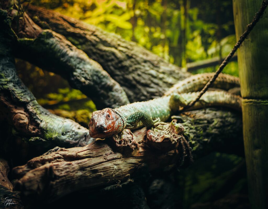 Lizard on Log Amidst Lush Greenery - Serene Nature Background Wallpaper