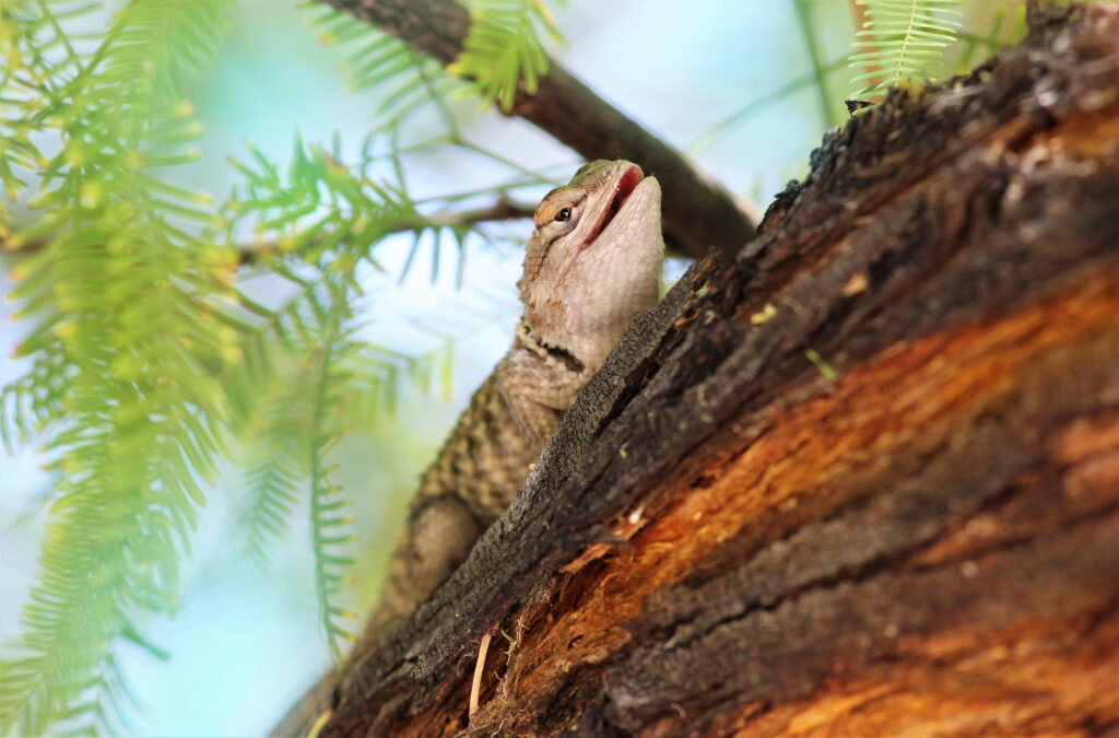 Textured Lizard on Tree Branch: Serene Nature Background Wallpaper