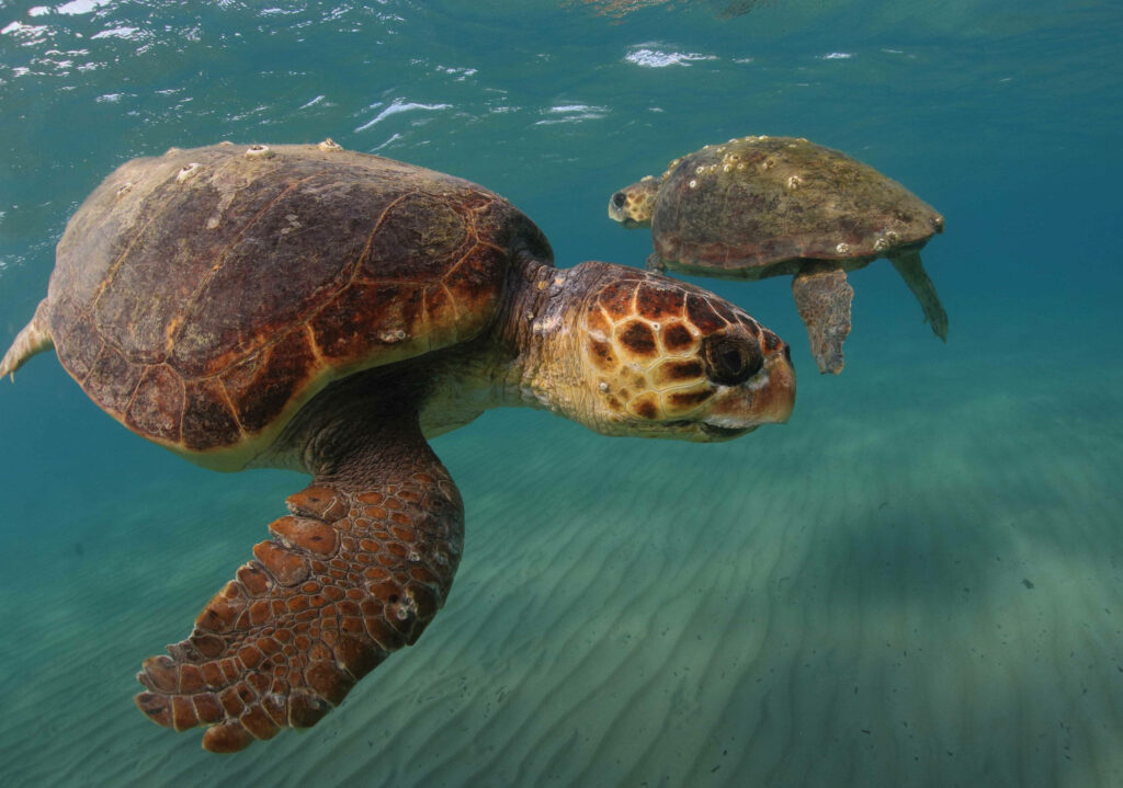 Loggerhead Turtles Swimming in Crystal-Clear Ocean Wallpaper