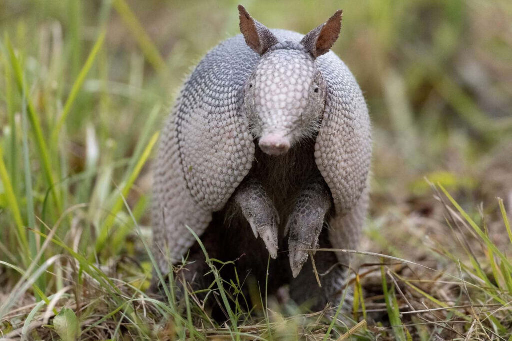 Lone armadillo with armor shell stands alert in green grass nature wallpaper background