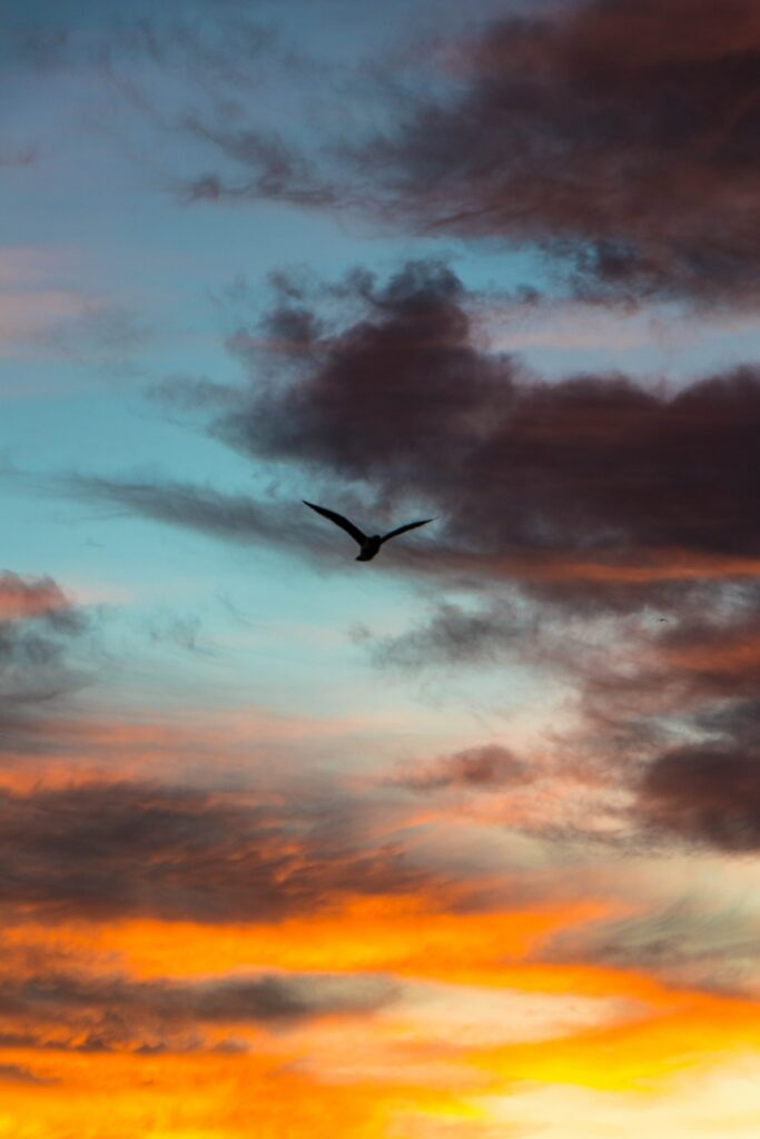 Lone bird soaring through vibrant evening sky with dramatic orange blue and purple clouds background Wallpaper
