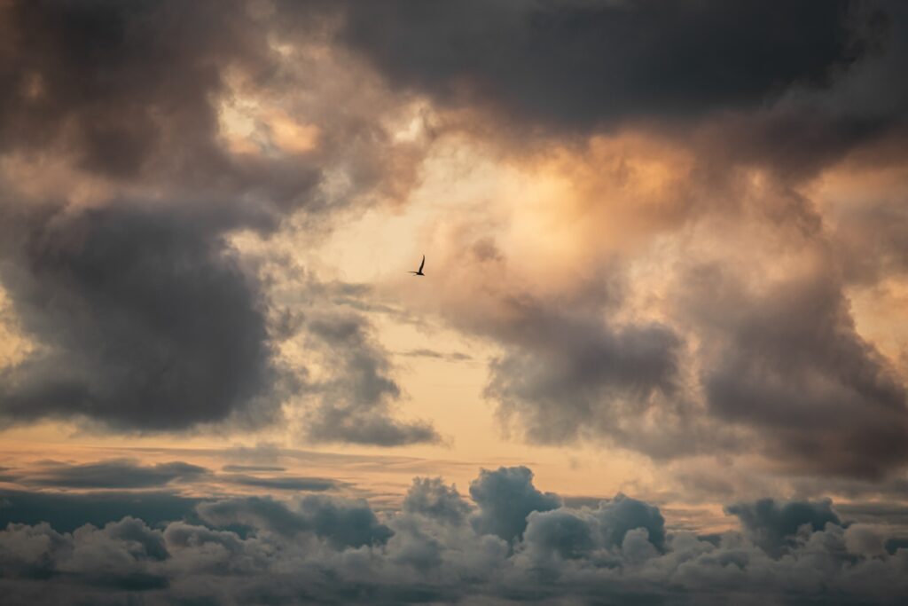 Lone bird soaring through dramatic sunset sky with billowing clouds serene nature wallpaper