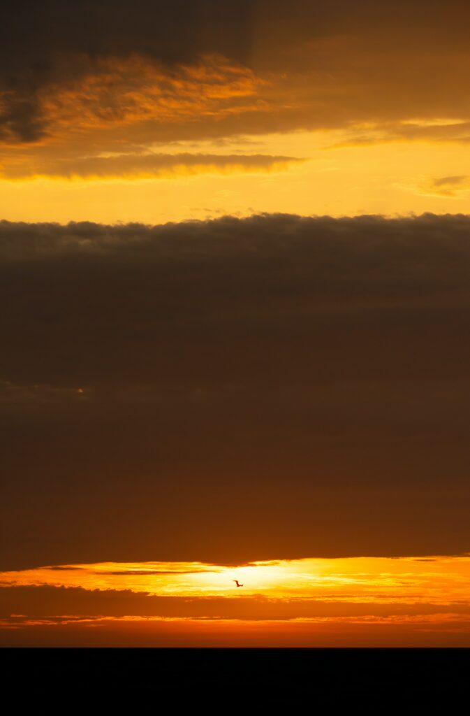 Lone bird flying at sunset over layered clouds with warm golden orange hues tranquil sky Wallpaper