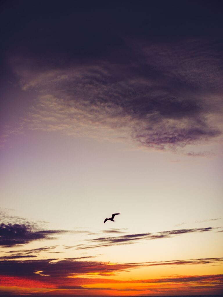 Lone bird soaring against vibrant sunset sky with dramatic clouds and warm orange purple hues Wallpaper