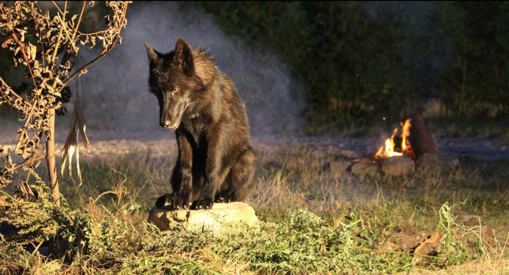 Majestic Black Wolf Under Moonlight: Serene Nature & Campfire Scene Wallpaper