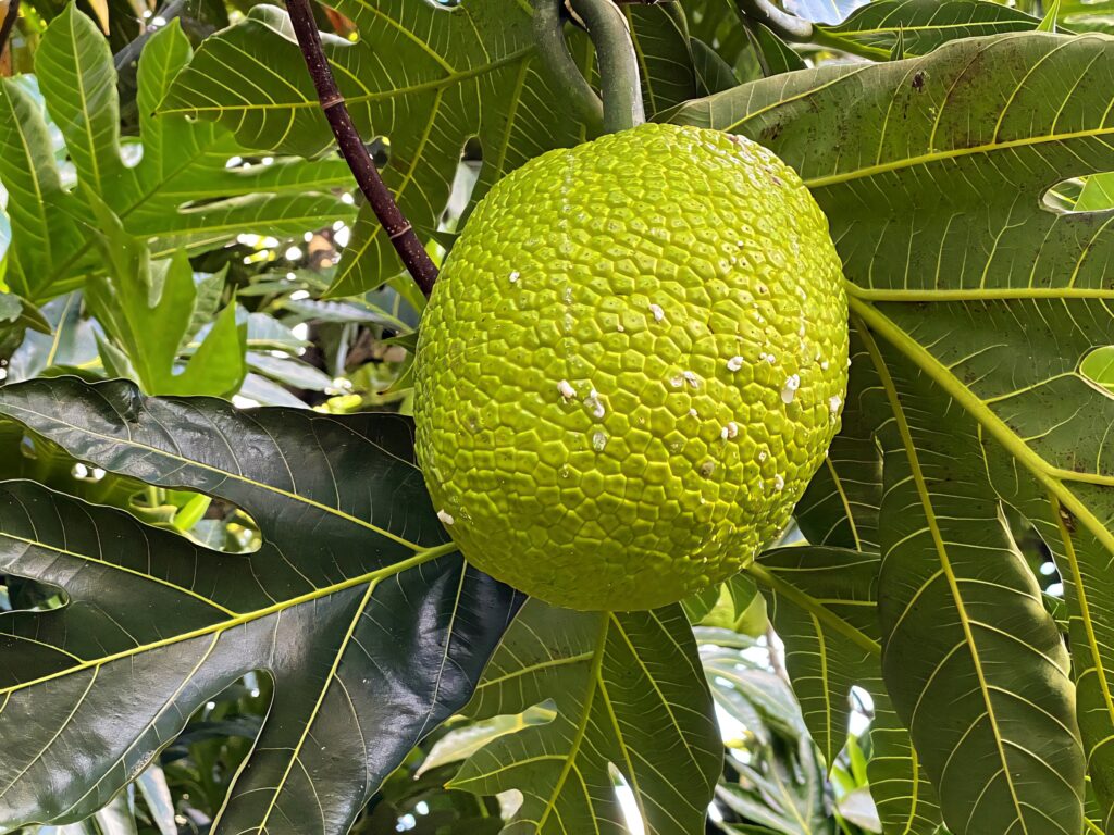 Vibrant green breadfruit hanging from leafy branch with tropical rainforest foliage background Wallpaper