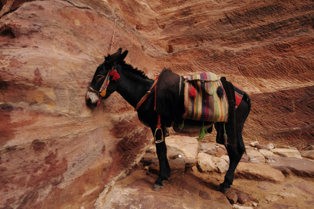 Lone donkey with colorful saddle blanket stands by textured sandstone cliffs in desert landscape Wallpaper
