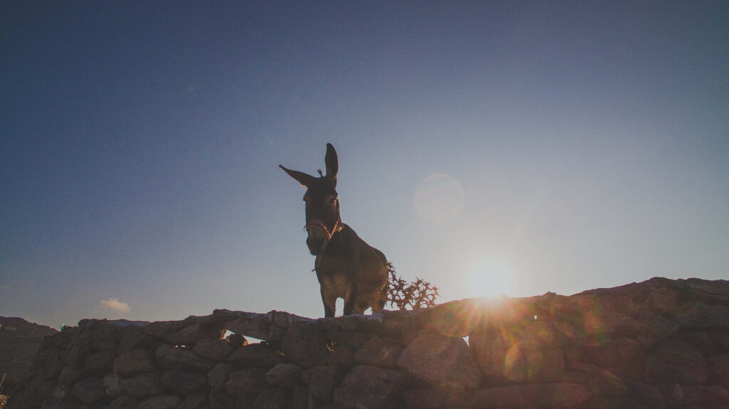 Lone donkey on rustic stone wall at sunset clear blue sky serene rural landscape background Wallpaper