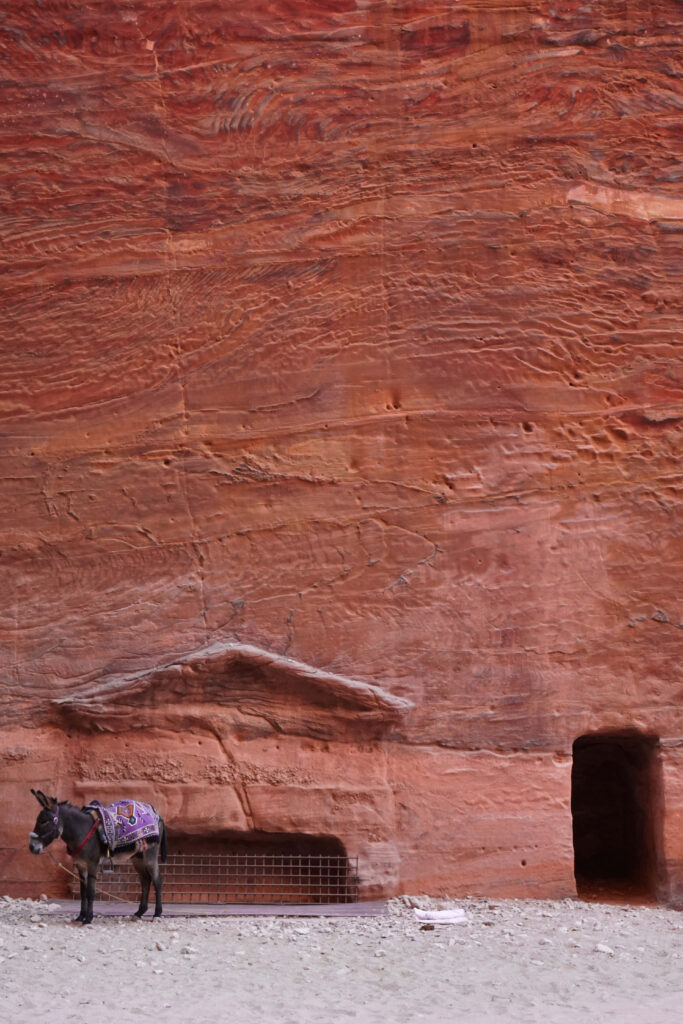 Lone donkey with colorful blanket in front of ancient red sandstone wall with carved niches Wallpaper