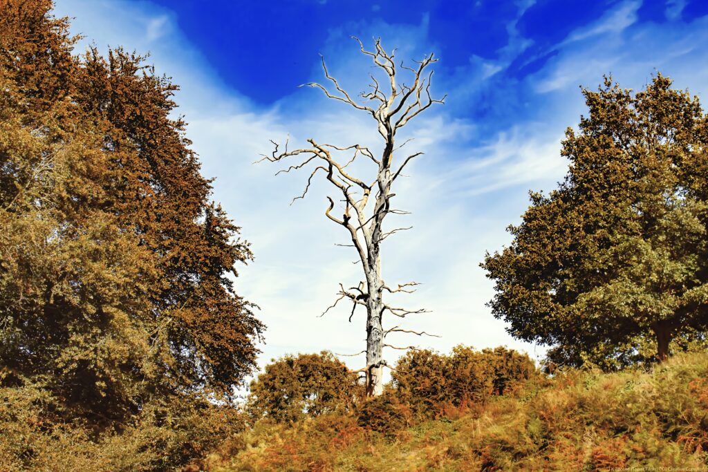 Lone dry tree stands tall among autumn trees green grass under vibrant blue sky with clouds wallpaper