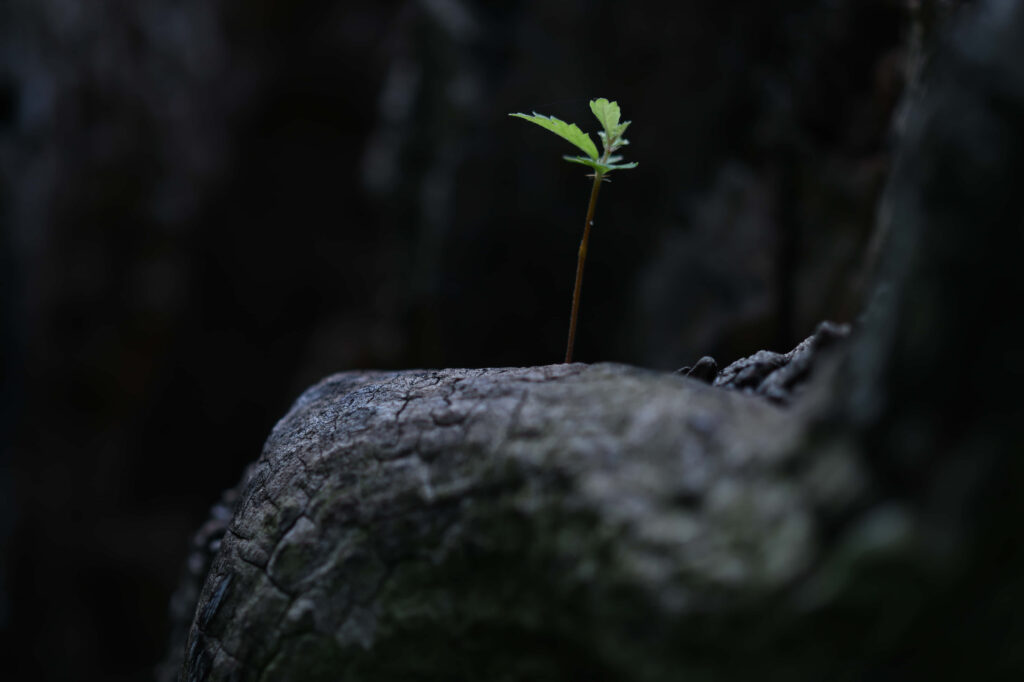 New Beginnings: Lone Green Leaf on Rugged Dark Tree Trunk Wallpaper