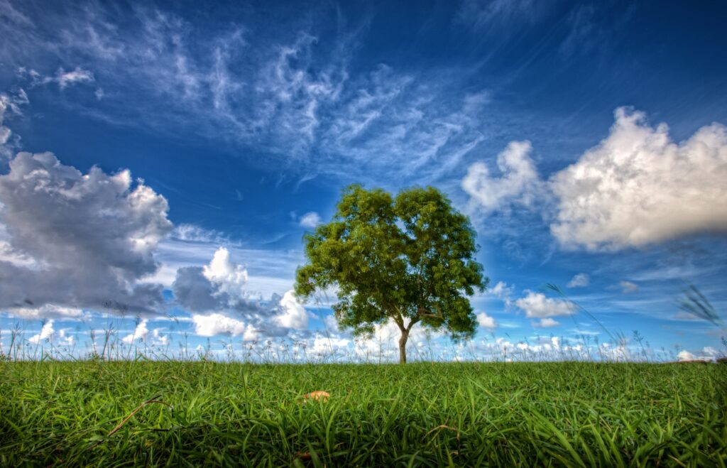 Lone green tree in lush grassy field under vibrant blue sky with fluffy clouds wallpaper background