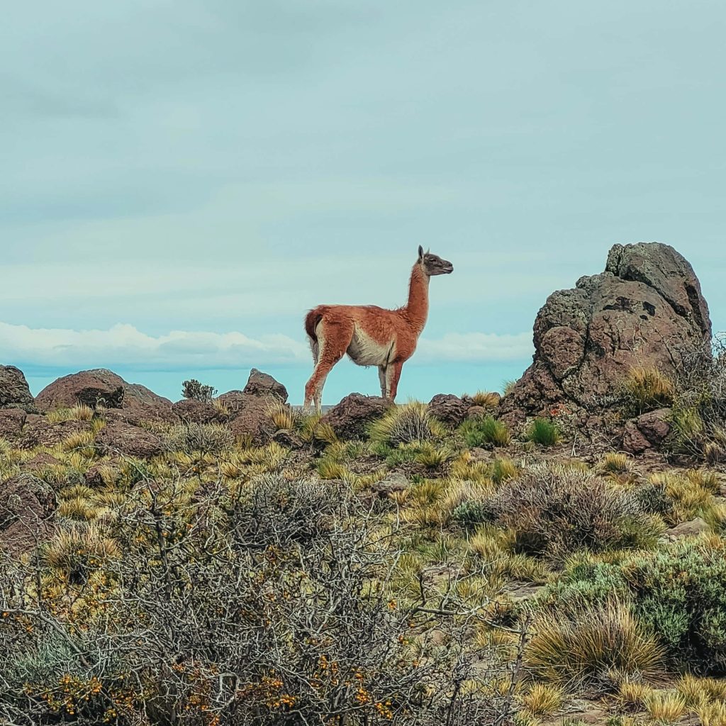Lone guanaco in rocky Andean terrain with dry shrubs under soft overcast sky nature wallpaper