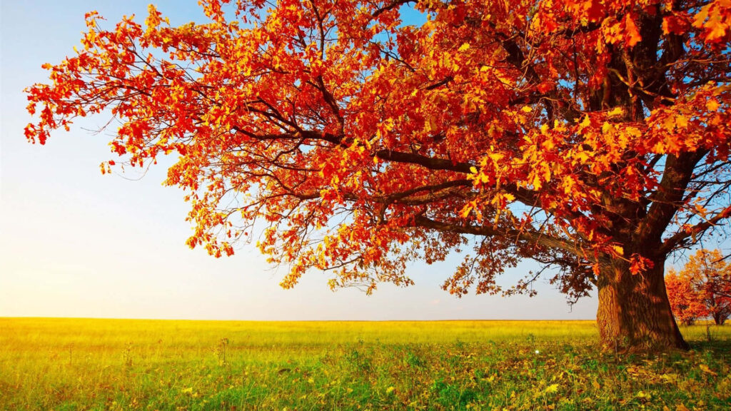 Vibrant Autumn Splendor: Majestic Lone Tree Painting Countryside Canvas Wallpaper