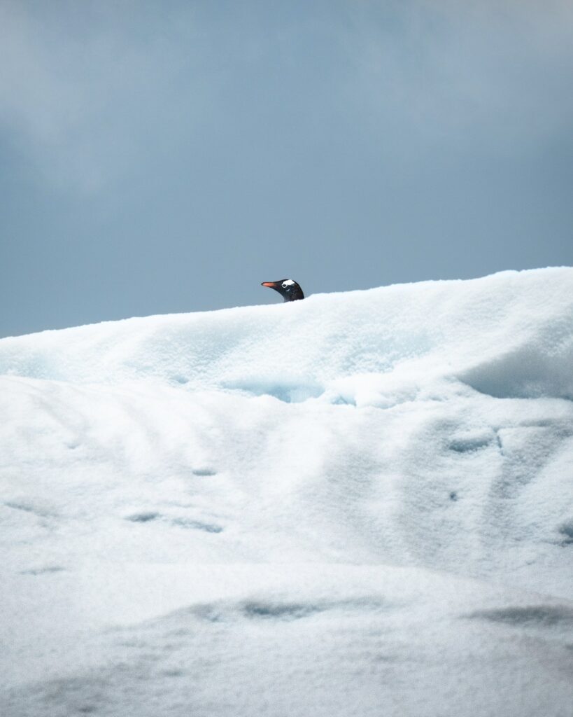 Lone Penguin Curiously Peeks Over Snowy Ridge in Tranquil Landscape Wallpaper