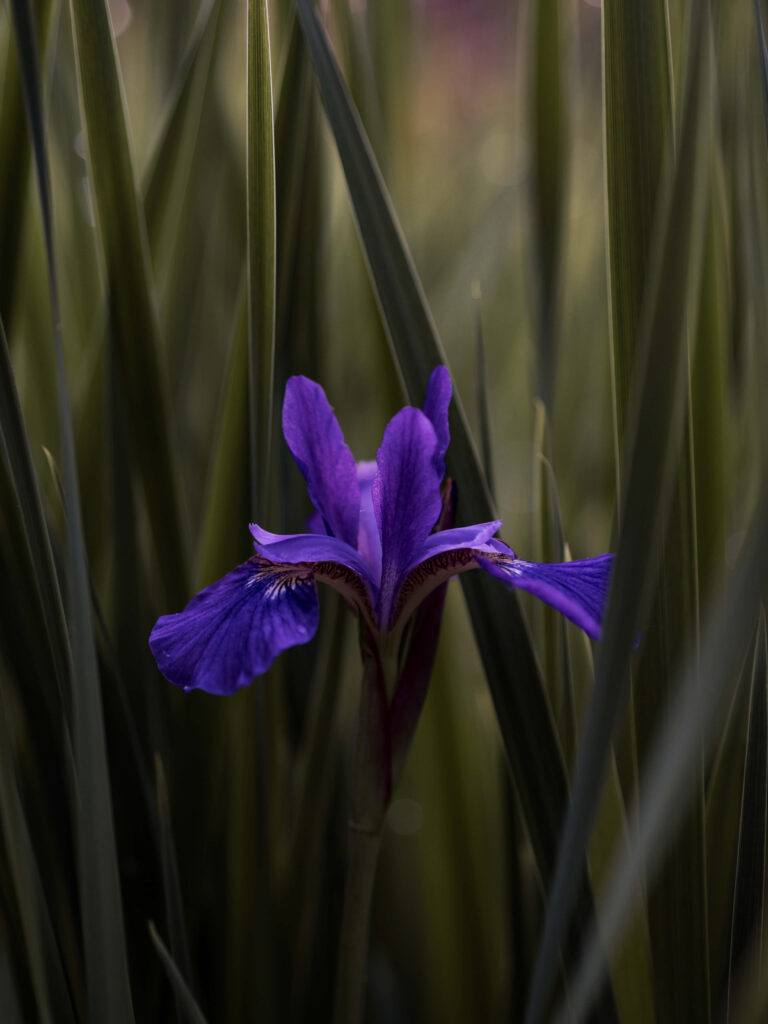 Serene Purple Flower Background Amidst Lush Green Leaves Wallpaper