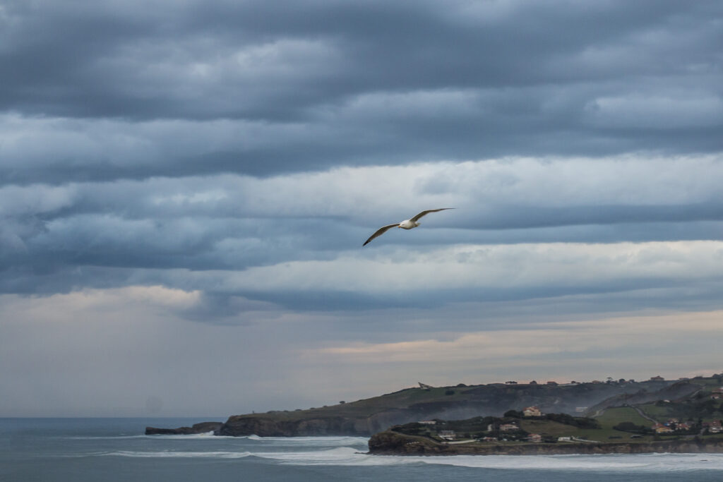 Seagull soaring over waves and rugged coast under layered blue gray clouds tranquil seascape Wallpaper