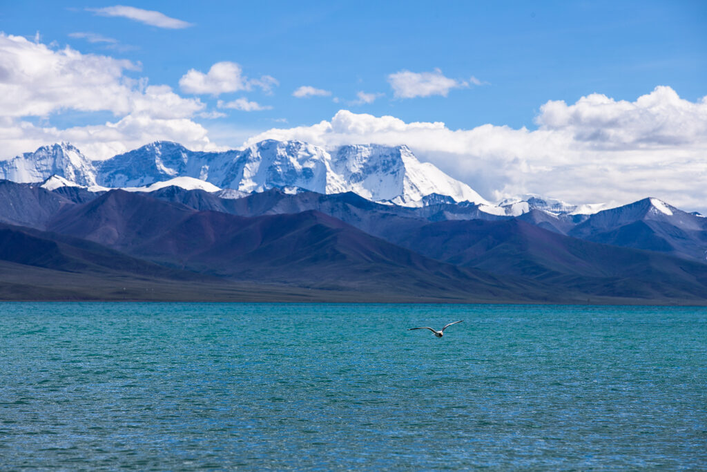 Seagull flying over turquoise sea with snow-capped mountains under clear blue sky wallpaper