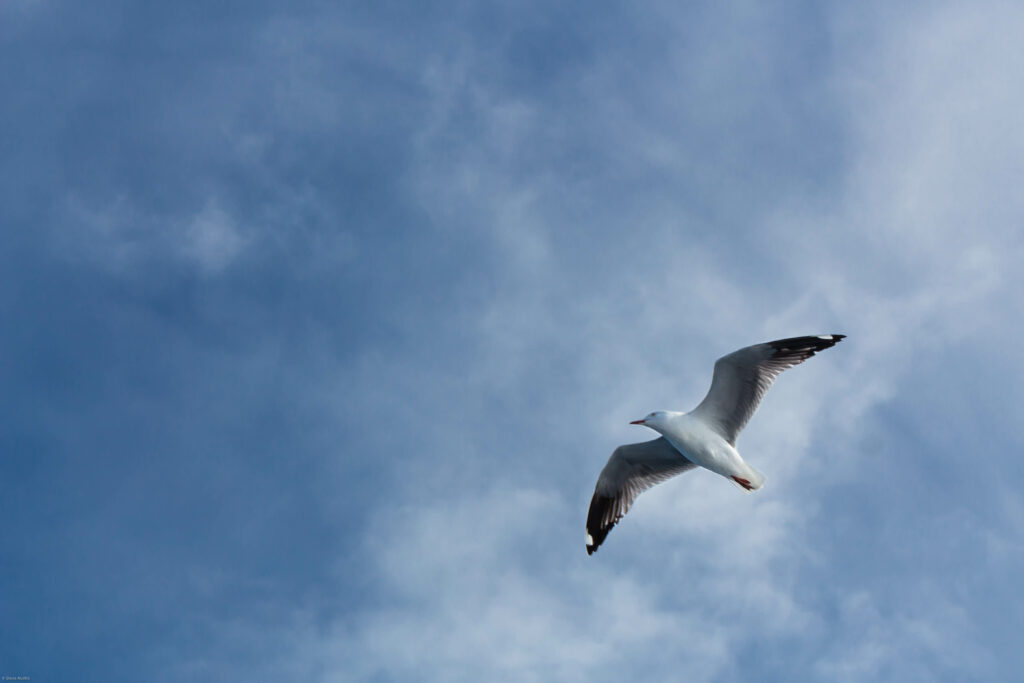 Lone Seagull Soaring in a Blue Sky - Free Wallpaper Background