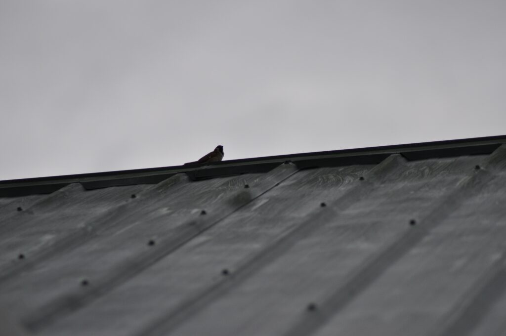 Lone Sparrow on Rooftop: Solitude in Black and White Against Overcast Sky Wallpaper