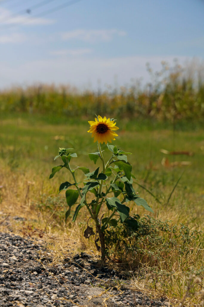 Lone Sunflower Wallpaper: Tranquil Grassland Beauty