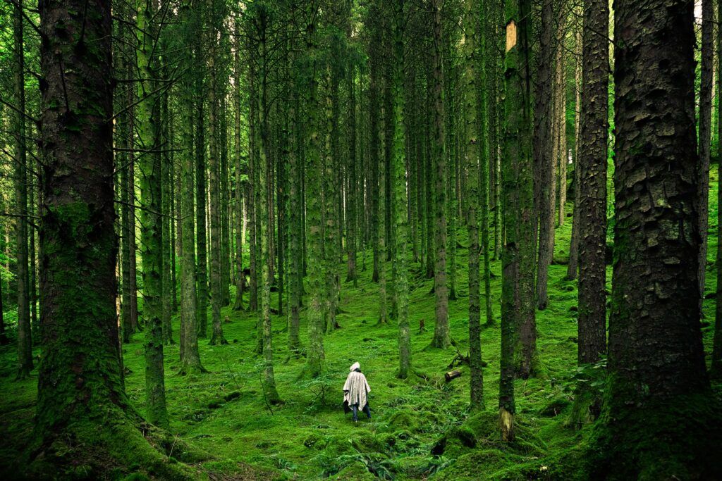 Lone man in mantle walking through dense green forest with tall trees serene nature journey Wallpaper