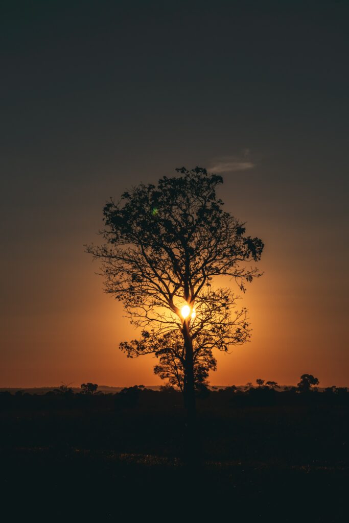 Silhouetted lone tree at twilight with warm glowing sunset and deep shadowed landscape background Wallpaper