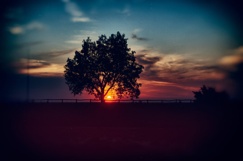 Silhouetted lone tree at vibrant orange red sunset sky with deep blue purple clouds background Wallpaper