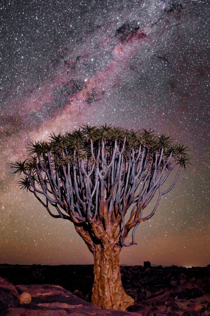 Lone tree in African desert under vibrant starry night sky with Milky Way wallpaper background