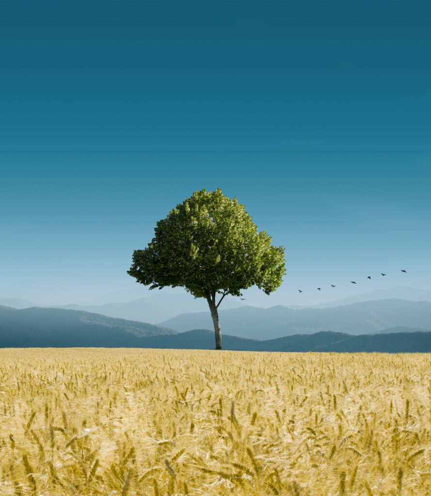 Lush tree in golden cornfield with birds flying and mountains under clear blue sky background Wallpaper