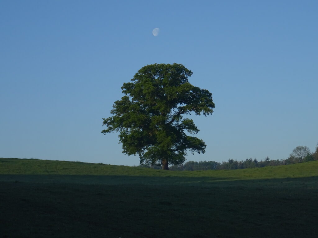 Lone tree in green field under clear blue sky with glowing moon serene nature wallpaper background
