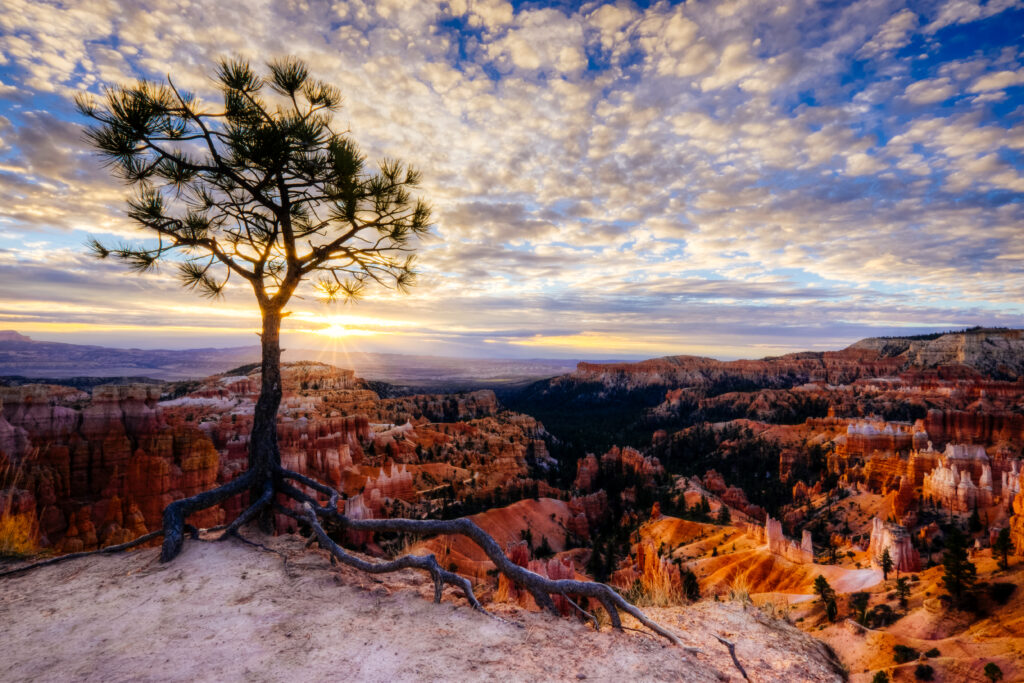 Lone tree with exposed roots on canyon edge under warm sun rays and vivid red rock formations Wallpaper