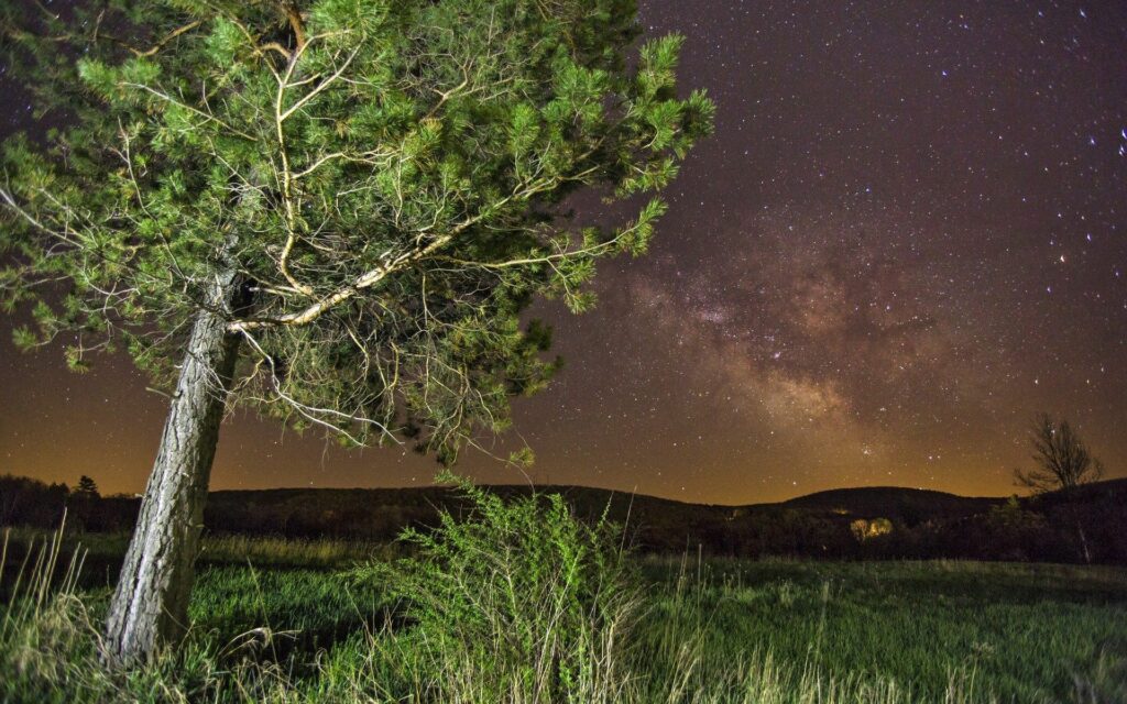 Lone tree on grassy field under starry summer night sky with golden horizon glow wallpaper background