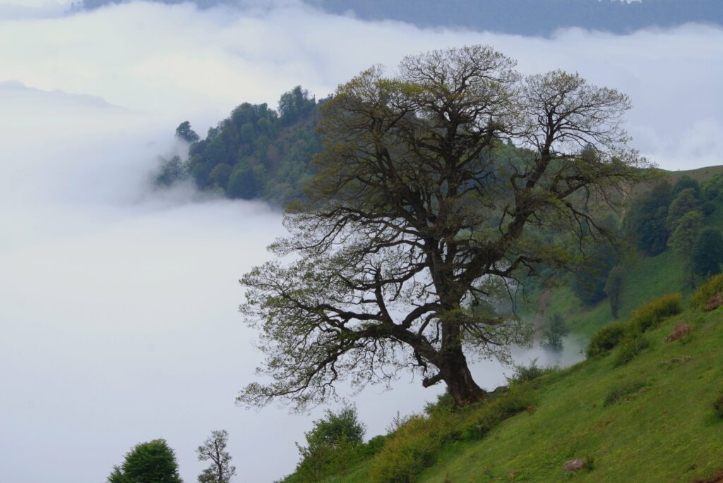 Lone tree on green slope with rolling hills and soft fog creating a serene natural landscape Wallpaper