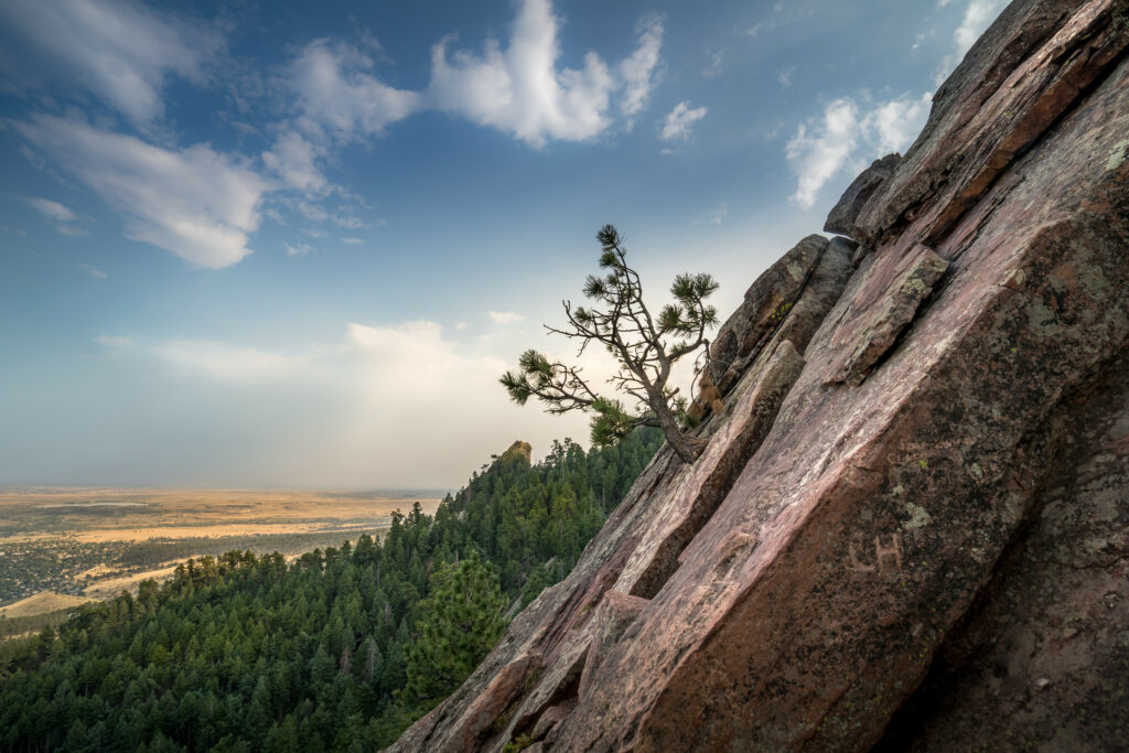 Lone tree on rocky slope overlooking dense forest and golden horizon under soft sunlight Wallpaper