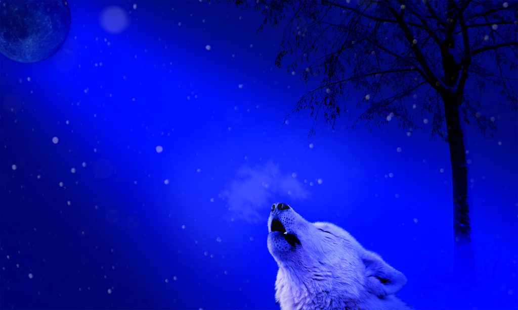 Lone Wolf Howling Under Moonlit Sky - Deep Blue Wilderness Wallpaper
