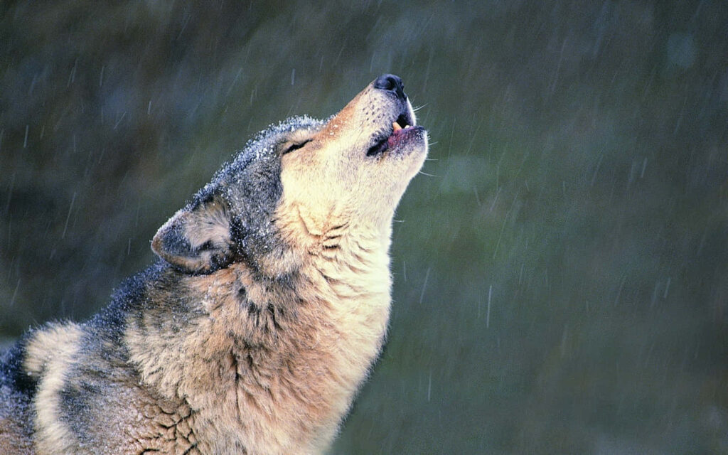 Lone Wolf Howling in Snowy Moonlit Night Scene Wallpaper