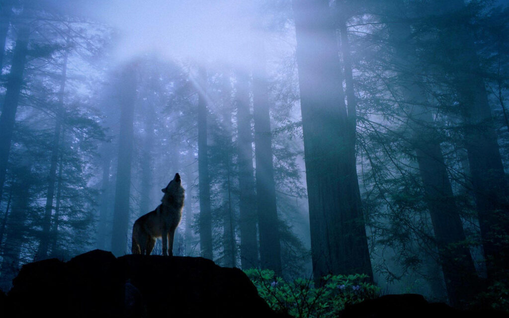 Lone Wolf Howling Under Moonlit Sky - Serene Forest Wallpaper