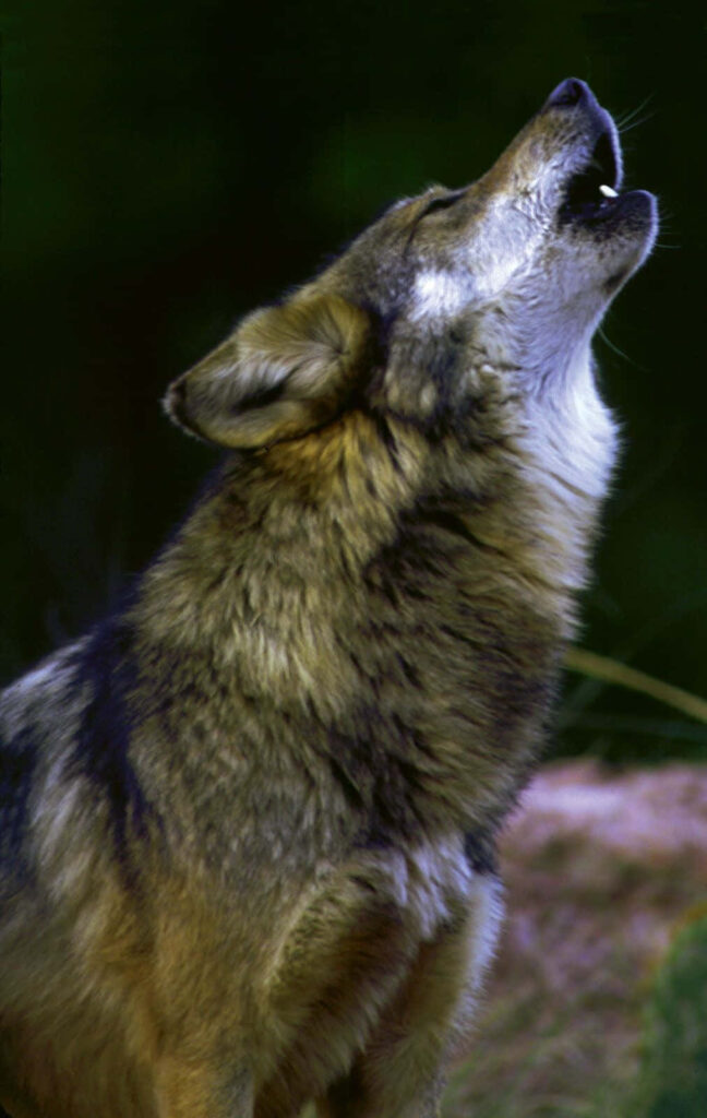 Lone Wolf Howling Wallpaper: Rugged Terrain & Starlit Sky Background